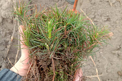 «Белалко» - за зеленую Беларусь!